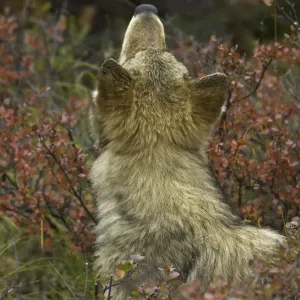 Young Grey wolf snifing scent in tundra, Alaska Young Grey wolf snifing scent in tundra, Alaska