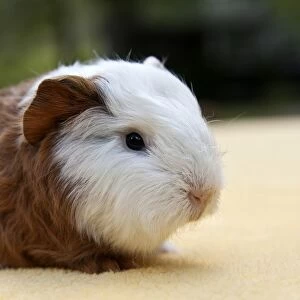 Young guinea pig, Swiss Teddy breed, gold-white coloured