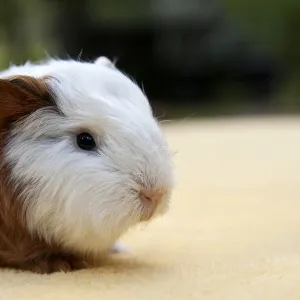 Young guinea pig, Swiss Teddy breed, gold-white coloured