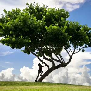 Young Boy Climbing Tree Print Young Boy Climbing Tree Print