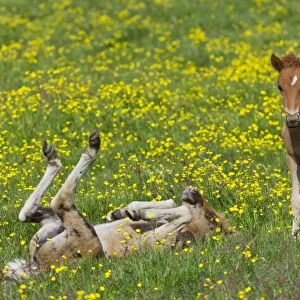 Young Icelandic horses, foals, on a flower meadow, Iceland, Europe