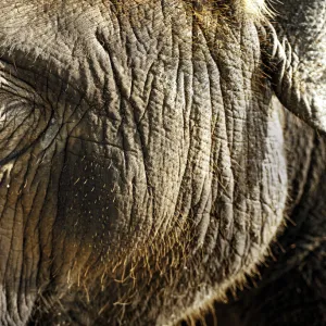 Young indian elephant (Elephas maximus), close up