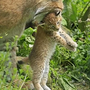Young lynx -Lynx- is carried by its head by female, wildlife park Haltern, Germany