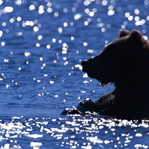 Young male brown bear (Ursus arctos) in river
