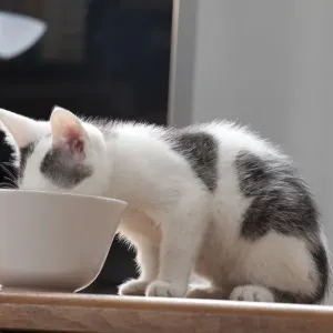 Young male cat, 10 weeks, drinking from a bowl Young male cat, 10 weeks, drinking from a bowl