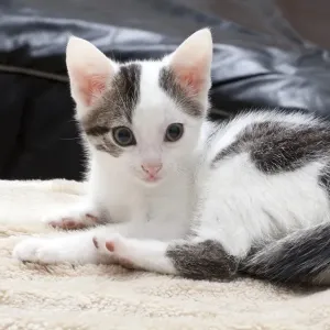 Young Male Cat Print Young Male Cat Print