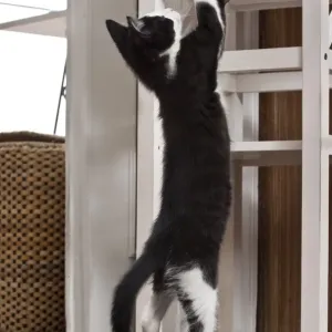 Young male cat, 10 weeks, playing Young male cat, 10 weeks, playing