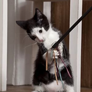 Young male cat, 10 weeks, playing with a cat toy