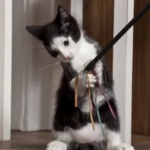 Young male cat, 10 weeks, playing with a cat toy Young male cat, 10 weeks, playing with a cat toy