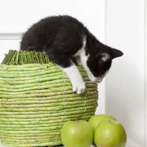 Young Male Cat Playing with Green Apples Print Young Male Cat Playing with Green Apples Print
