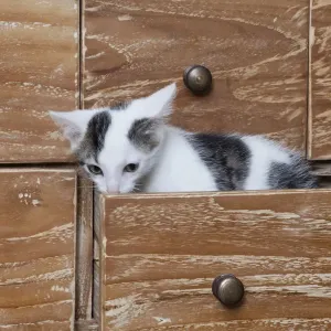 Young male cat, 10 weeks, sitting in a drawer Young male cat, 10 weeks, sitting in a drawer