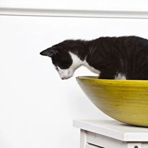 Young male cat, 10 weeks, sitting in a wooden bowl