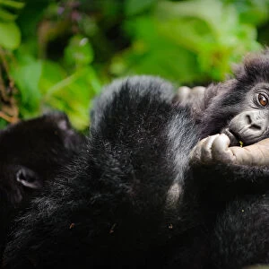 A young mountain gorilla (Gorilla beringei beringei) resting his head on the foot of a family member in Volcanoes National Park, Rwanda