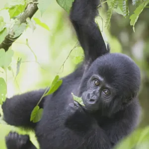 Young Mountain Gorilla Print, Bwindi Impenetrable National Park