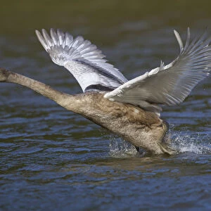 Young Mute Swan -Cygnus olor- taking off from water, North Hesse, Hesse, Germany