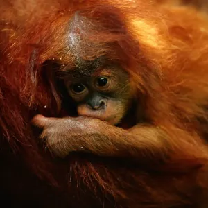 Young orang utan (Pongo pygmaeus) close up, Gunung leuser N. P, Indonesia Young orang utan (Pongo pygmaeus) close up, Gunung leuser N. P, Indonesia