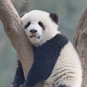 A young panda sleeps on the branch of a tree