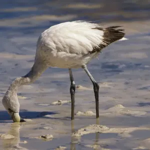 Young Puna or JamesaAs Flamingo (Phoenicoparrus jamesi), Laguna Hedionda, Potosi, Bolivia, South America Young Puna or JamesaAs Flamingo (Phoenicoparrus jamesi), Laguna Hedionda, Potosi, Bolivia, South America