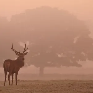 Young Red Deer Stag Print in Dawn Mist Young Red Deer Stag Print in Dawn Mist