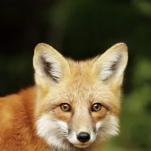 Young red fox close-up