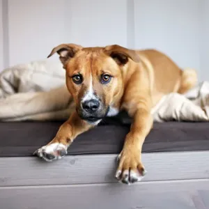 Young rescue puppy stretches out in bed Young rescue puppy stretches out in bed