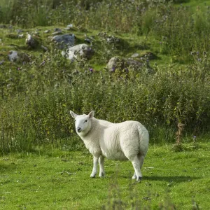 Young Sheep Print Young Sheep Print