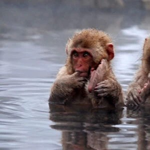 Young Snow Monkeys