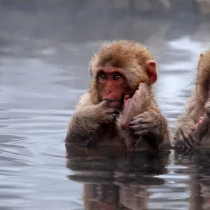 Young Snow Monkeys