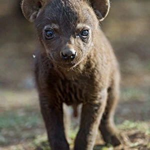 Young spotted hyena looking at camera