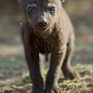 Young spotted hyena looking at camera