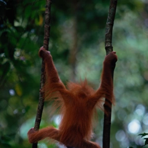 Young Sumatran orangutan (Pongo pongo abelii) Indonesia, rear view