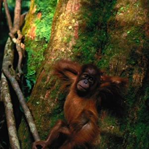 Young Sumatran organutan (Pongo pongo abelii) in tree, Indonesia
