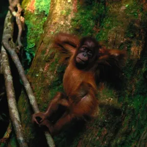 Young Sumatran Orangutan Print