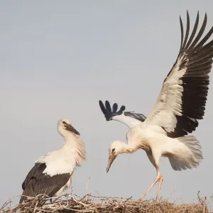 Young White Storks (Ciconia ciconia) during flight training on a nest, North Hesse