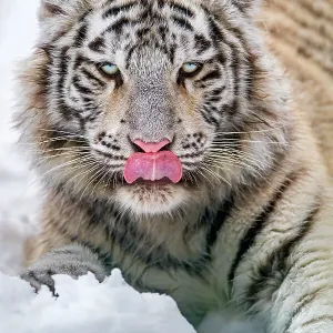 Young white tigress in the snow licking nose Young white tigress in the snow licking nose