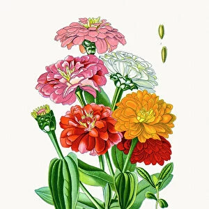 youth-and-age, zinnia flowers
