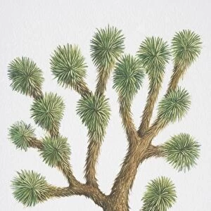 Yucca brevifolia, Joshua Tree, with spiny foliage