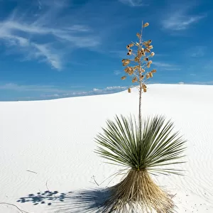 Yucca tree at White Sands National Monument