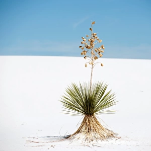 Yucca tree at White Sands National Monument