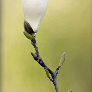 Yulan Magnolia -Magnolia denudata Desr. -