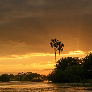 Zambezi River view at sunset with Lala palm (Hyphaene coriacea). Victoria Falls. Zambia