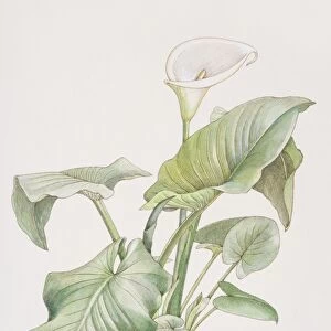 Zantedeschia sp. Arum Lily plant