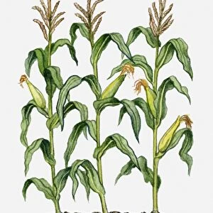 Zea mays (Maize) with eras, silk, flowers and green leaves on tall stalks