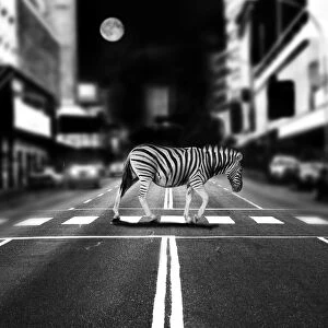 zebra crossing