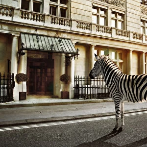 zebra crossing on the road