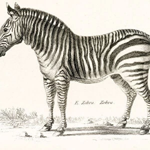 Zebra engraving 1803
