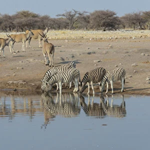 Zebra herd drinking, Burchells zebras -Equus quagga burchellii-, behind elands -Taurotragus oryx-, Chudop water hole, Etosha National Park, Namibia