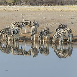 Zebra herd drinking, Burchells zebras -Equus quagga burchellii-, Chudop water hole, Etosha National Park, Namibia
