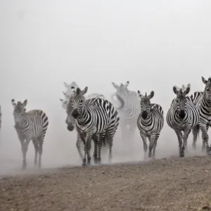 Zebra Migration