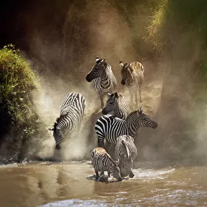 Zebra Migration Crossing the Mara River